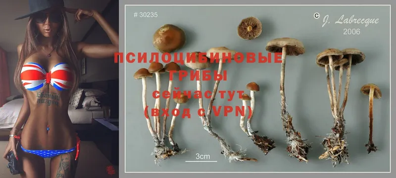 blacksprut зеркало  Качканар  Галлюциногенные грибы MAGIC MUSHROOMS 